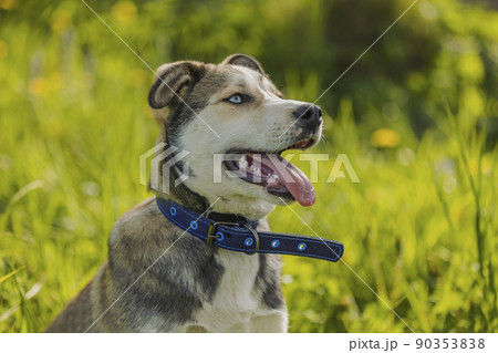 portrait of a dog sitting in the grass 90353838