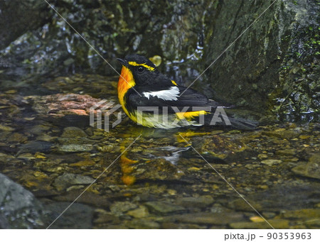 山の湧き水で水浴び。日本で最も美しい野鳥・キビタキ 90353963