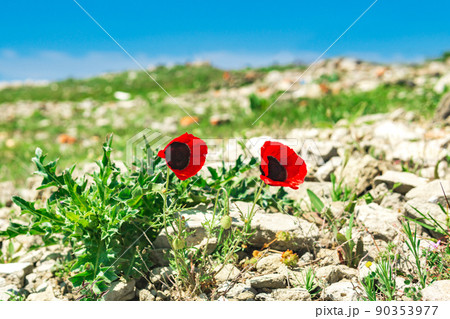 red wild poppy flowers among the stones in the highlands 90353977
