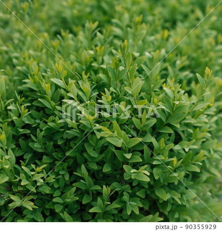 Green hedge boxwood background 90355929