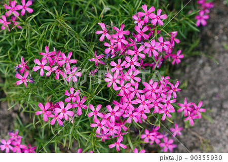 The phlox is awl-shaped. The small flowers are pink with very bright specks in the center. 90355930