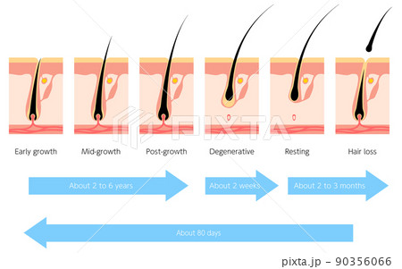 ヘアサイクル、毛周期の図解イラスト 90356066