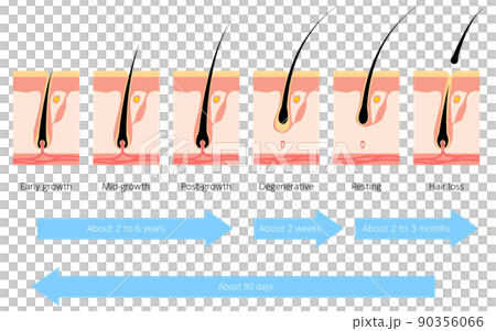 ヘアサイクル、毛周期の図解イラスト 90356066