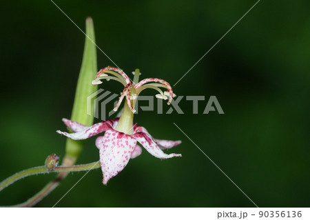 ヤマホトトギスの花 90356136