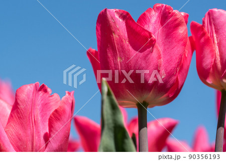 Julianadorp, Netherlands, April 2022. Flowering pink tulips from low perspective. Julianadorp, Netherlands, April 2022. Flowering pink tulips from low perspective. 90356193