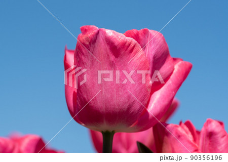 Julianadorp, Netherlands, April 2022. Flowering pink tulips from low perspective. 90356196