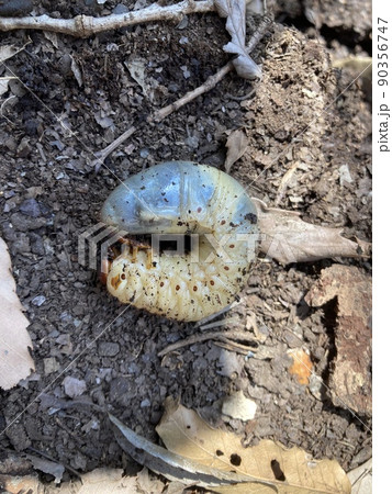 3月中旬、雑木林の堆肥から見つけたカブトムシの幼虫です、 3月中旬、雑木林の堆肥から見つけたカブトムシの幼虫です、 90356747