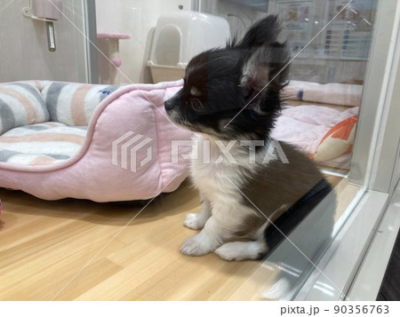 黒と白の毛色の3か月のワンちゃん、チワワの赤ちゃんです。 90356763