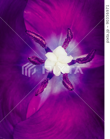 The center of a violet tulip with pistil and stamens. Background. Macro. photo. The center of a violet tulip with pistil and stamens. Background. Macro. photo. 90356971