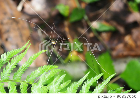 モエギザトウムシ モエギザトウムシ 90357050