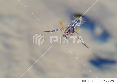 マツモムシ（背泳ぎ） 90357229