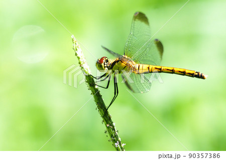 マユタテアカネ（メス・褐色つま黒型） 90357386