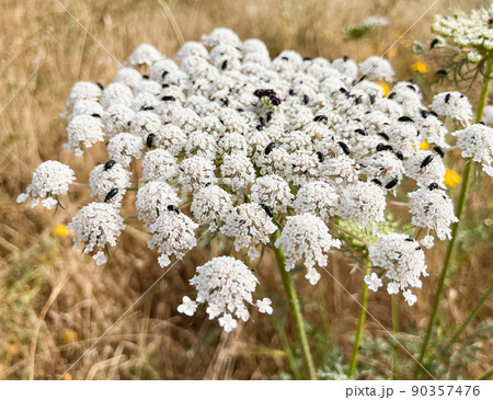 Daucus carota known as wild carrot blooming plant Daucus carota known as wild carrot blooming plant 90357476
