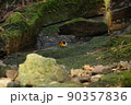 黄色い眉毛のキビタキ 90357836