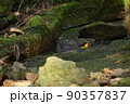 水辺に降りたキビタキ 90357837