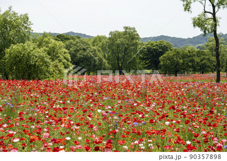 公園の風景 満開のシャーレーポピー みちのく湖畔公園 宮城県川崎町 公園の風景 満開のシャーレーポピー みちのく湖畔公園 宮城県川崎町 90357898
