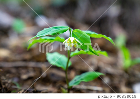 チゴユリ 90358019