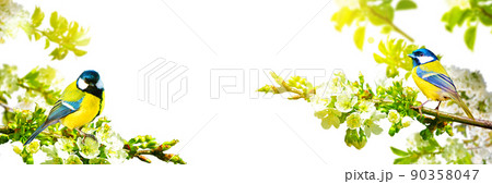 Great tit sitting on a tree branch in spring weather 90358047