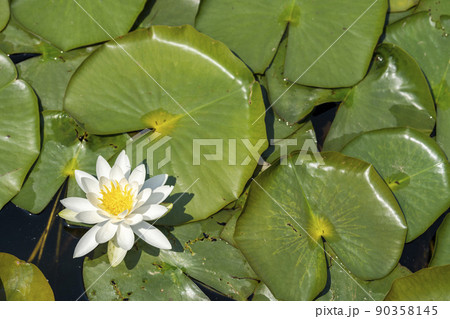 公園の風景　池に咲くスイレン　宮城県川崎町 90358145