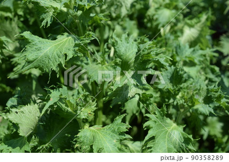 シソ畑 葉物野菜 90358289