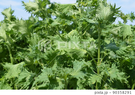シソ畑 葉物野菜 90358291