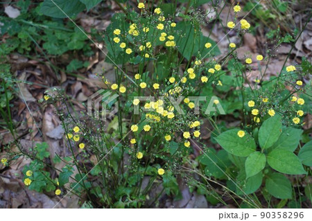 オニタビラコの花　 90358296