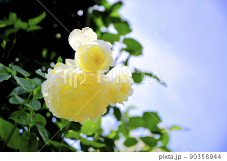 七つ洞公園のバラ 90358944