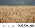 麦秋01 90359199