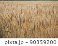 麦秋02 90359200
