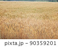 麦秋03 90359201