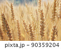 麦秋06 90359204