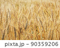 麦秋08 90359206