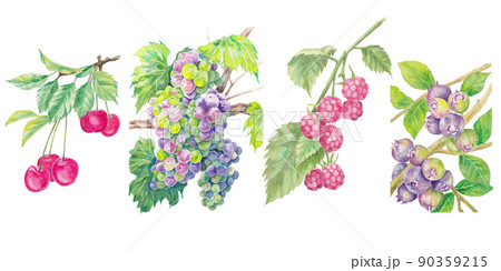 4 種類のフルーツの手描き水彩画イラスト　チェリー、ぶどう、ラズベリー、ブルーベリー 90359215