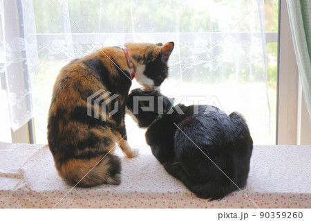窓辺の猫たち 90359260
