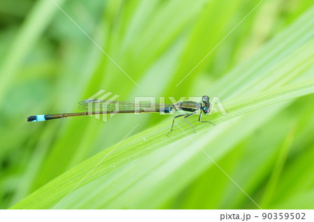 アオモンイトトンボ（オス） 90359502