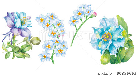 3 種類の青い花の手描き水彩画イラスト　ナスタチウム、プリムラ、スイセン 90359693