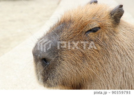 癒される眠そうなカピバラ 90359793