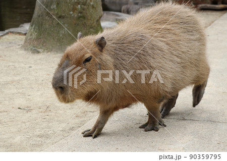 癒される眠そうなカピバラ 90359795