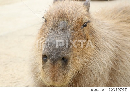 癒される眠そうなカピバラ 90359797