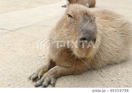 癒される眠そうなカピバラ 90359798