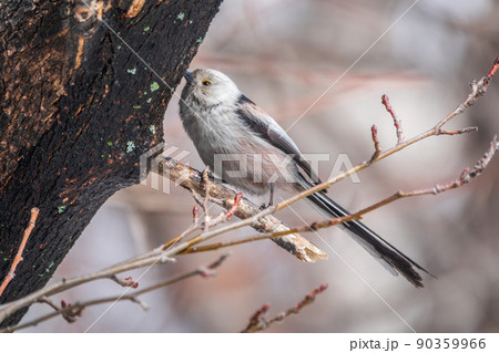 European long-tailed tit, latin name Aegithalos caudatus. A bird sitting on a branch in a deciduous forest. European long-tailed tit, latin name Aegithalos caudatus. A bird sitting on a branch in a deciduous forest. 90359966