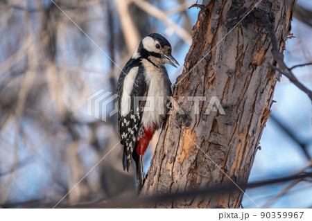 Little woodpecker sits on a tree trunk. The great spotted woodpecker, Dendrocopos major 90359967