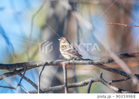 Common redpoll female, cute bird with bright red patch on its forehead sits on tree branch without leaves in sunny spring day. Common redpoll female, cute bird with bright red patch on its forehead sits on tree branch without leaves in sunny spring day. 90359968