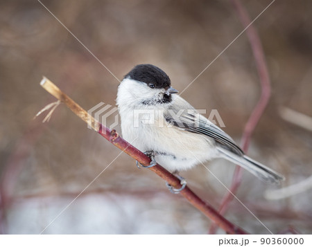 Cute bird the willow tit, song bird sitting on a branch without leaves in the winter. Cute bird the willow tit, song bird sitting on a branch without leaves in the winter. 90360000
