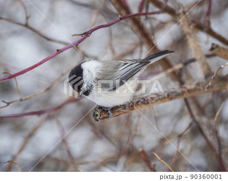 Cute bird the willow tit, song bird sitting on a branch without leaves in the winter. 90360001