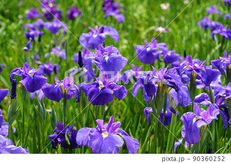初夏の茨城県　水郷潮来あやめ園に咲き誇る　満開のあやめの花の咲く風景　アップ・イメージ 90360252