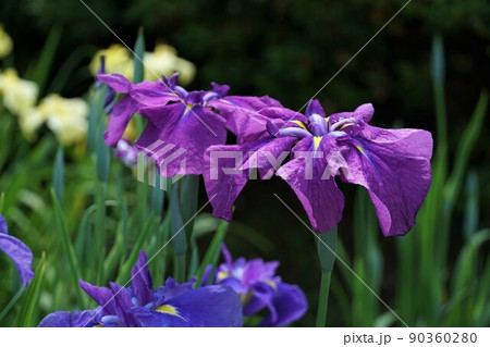 初夏の茨城県　水郷潮来あやめ園に咲き誇る　満開のあやめの花の咲く風景　アップ・イメージ 90360280