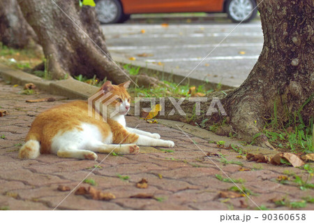 まったりする茶トラの野良猫 90360658