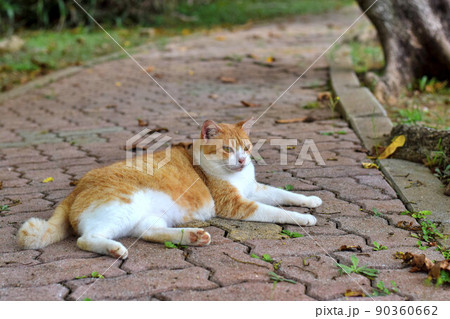 まったりする茶トラの野良猫 90360662
