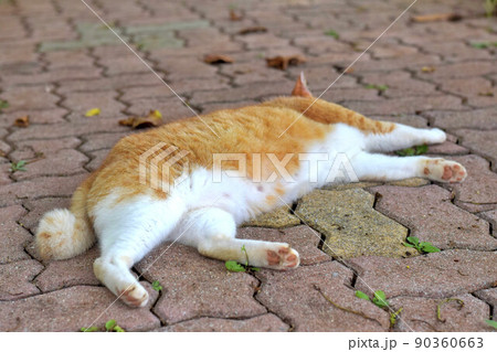 まったりする茶トラの野良猫 90360663